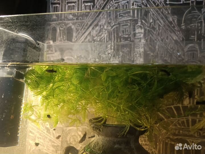 Водоросли для аквариума