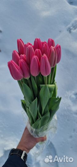 Голландские Тюльпаны