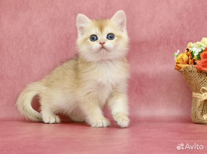 Британская золотая кошечка с зелеными глазами ny11