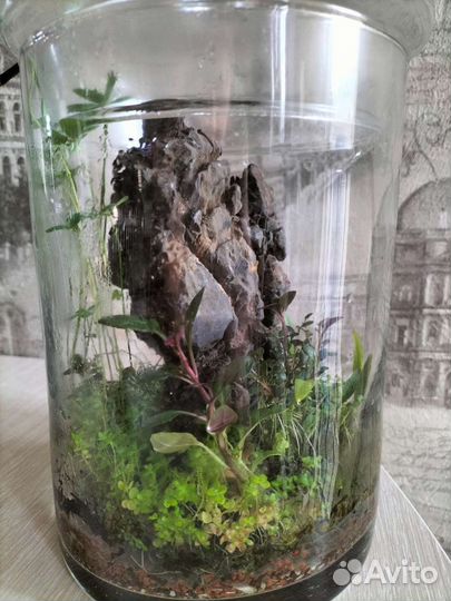 Флоррариум