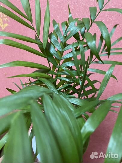 Хамедорея элеганс