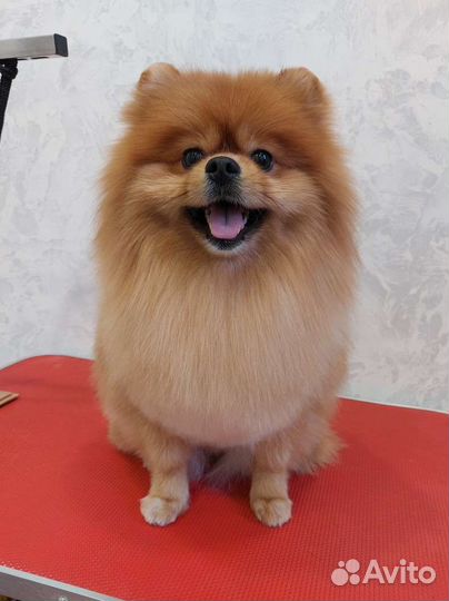 Стрижка собак и кошек