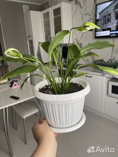 Спатифиллум 