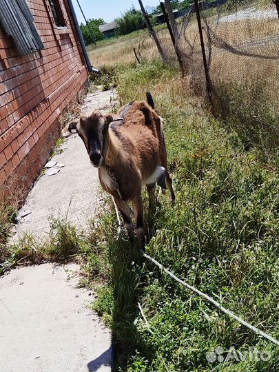 Козы дойные