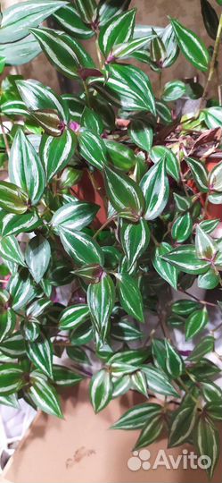 Традесканция зебрина