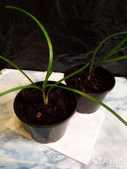 Зефирантес розовый и белый