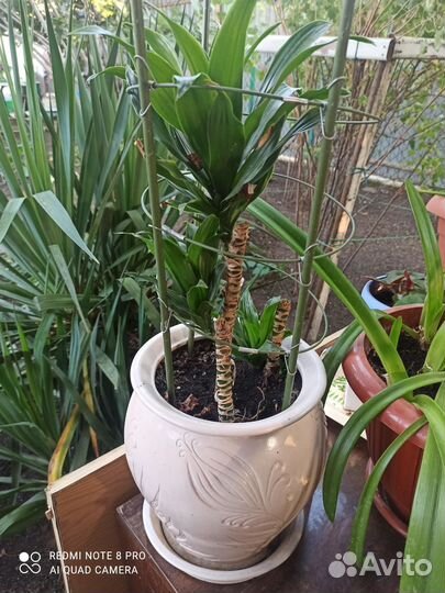 Пальма юкка