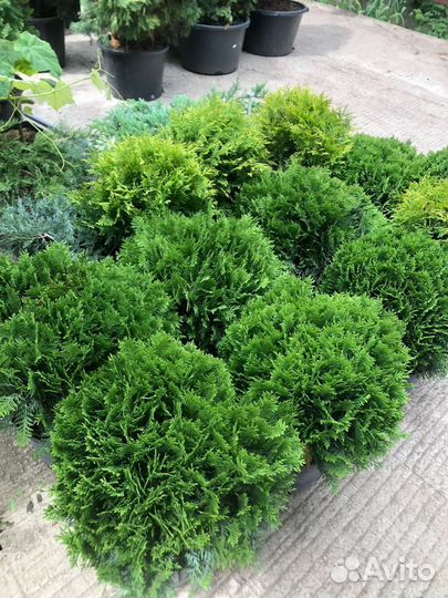 Хвойные растения в большом ассортименте