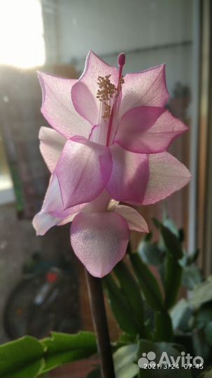 Декабрист шлюмбергера