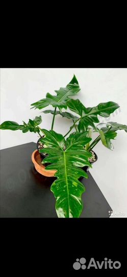Филодендроны