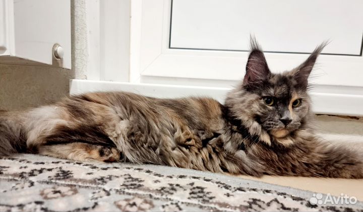 Мейн-кун кошка