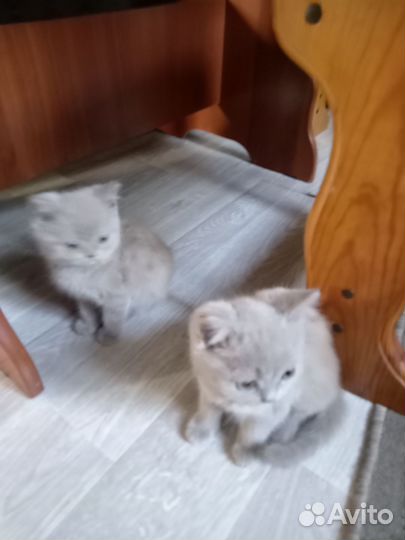 Продам котят