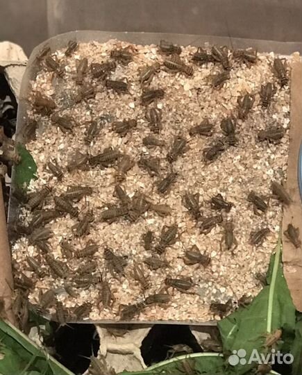 Сверчок домовой живой. Корм для рептилий и стрижей