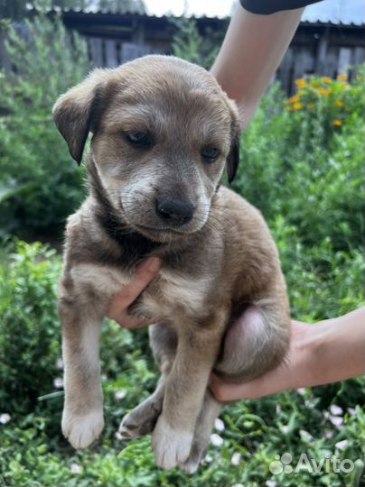 Щенок в добрые руки