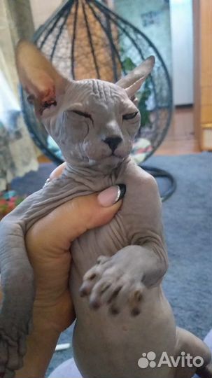 Донской сфинкс