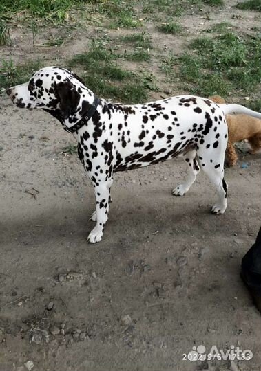 Далматинец щенок