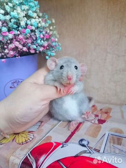 Крыса Дамбо, клетка, редкий окрас, крысята