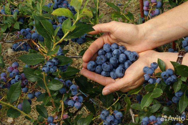 Голубика. Саженцы с зкс