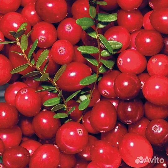 Клюква крупноплодная Ред Стар и МАК фарлин