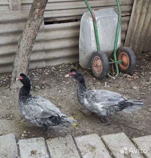 Мускусные утки