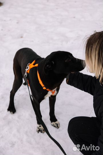 Собака в добрые руки отдам бесплатно