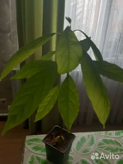 Авокадо растение