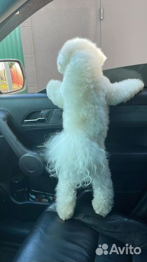 Бишон фризе вязка