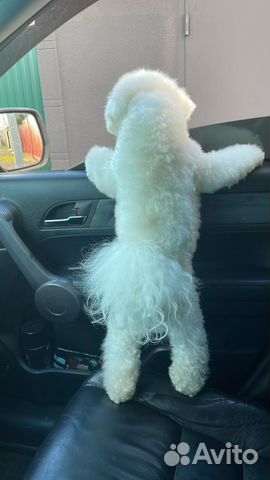 Бишон фризе вязка