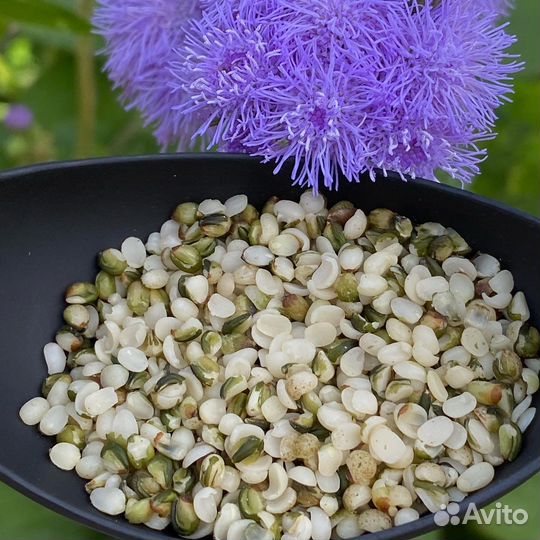 Конопляное сыродавленное масло из Ядер