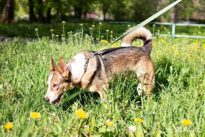 Собака Трейси в добрые руки