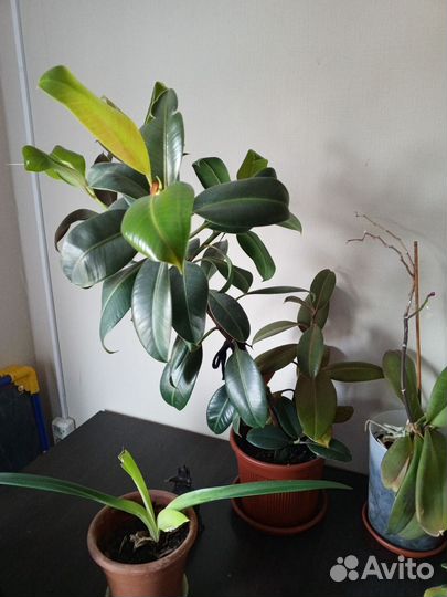 Комнатные цветы