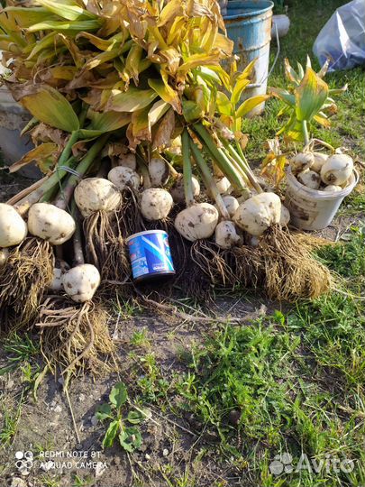 Рябчик императорский