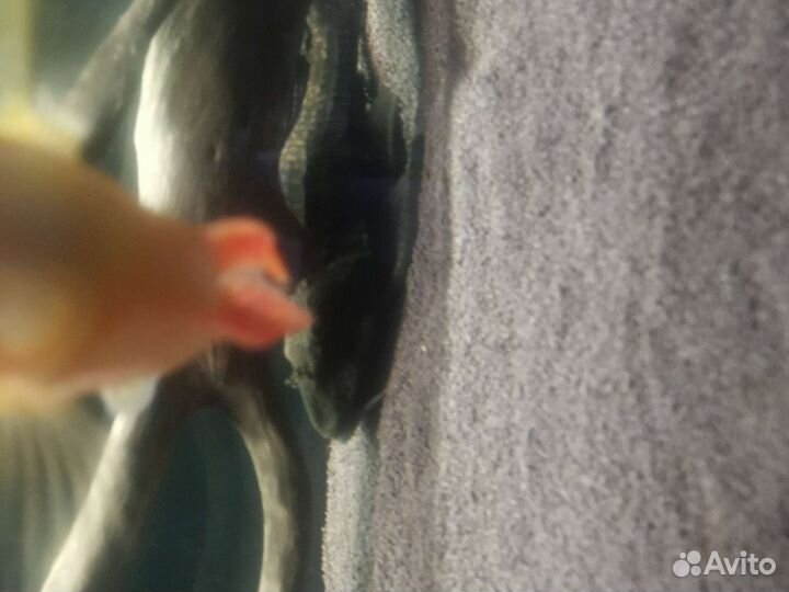 Парчевый сом