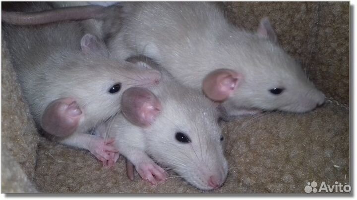 Питомник крысят Дамбо, крысы