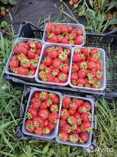 Рассада клубники поздняя Мальвина