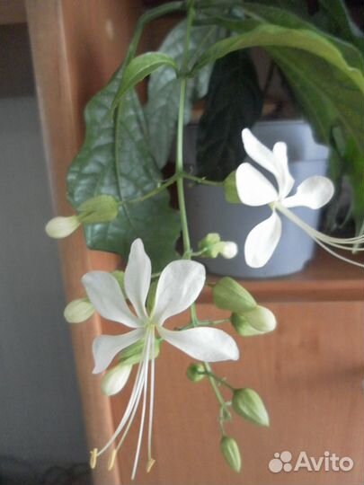 Черенки фуксии и других комнатных растений