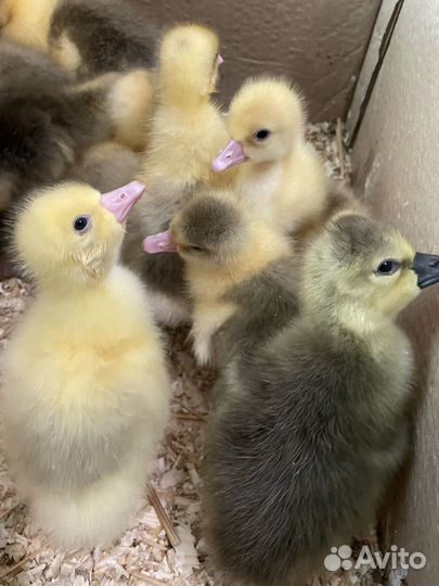 Утки муларды