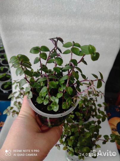 Каллизия бьянка