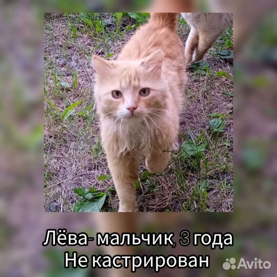 Кот