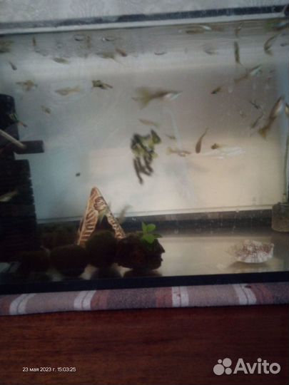 Аквариумные рыбки