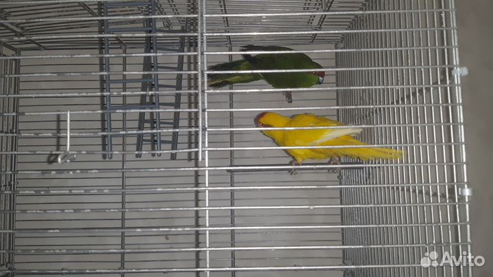 Попугай какарик