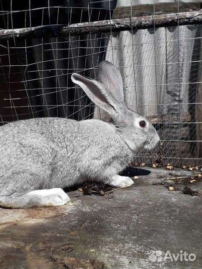 Продам кроликов