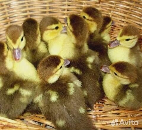 Индоутята подрощенные