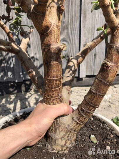 Crassula Ovata 20+ лет