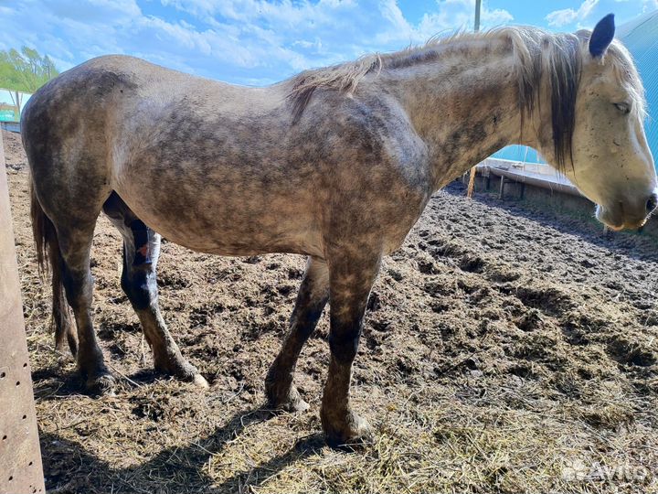 Жеребец орловский рысак