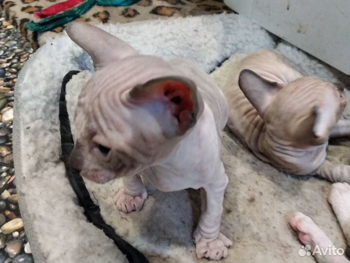 Донской сфинкс котята