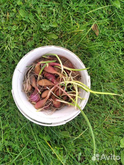 Лук многоярусный многолетний рассада