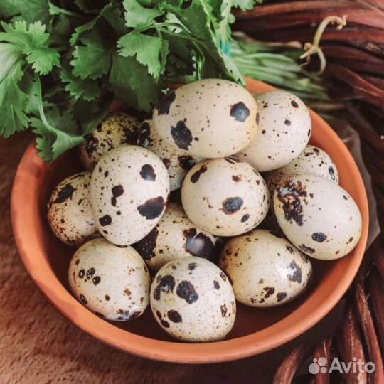 Домашние перепелиные яйца