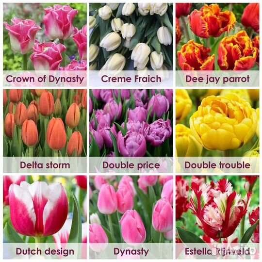 Тюльпаны Премиум Оптом Красноярск к 8 марта