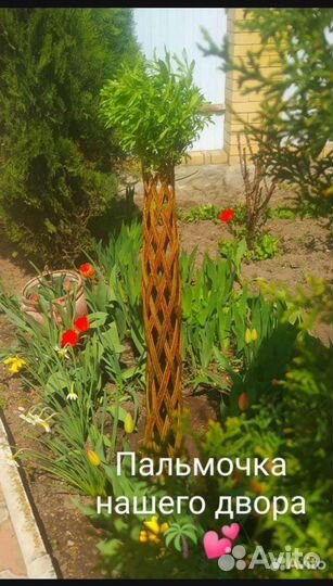 Плетёное дерево из ивы, Русская пальма